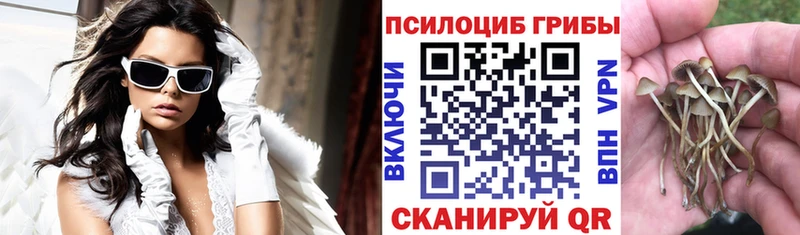 Галлюциногенные грибы Psilocybe  Купить закладки  Называевск 